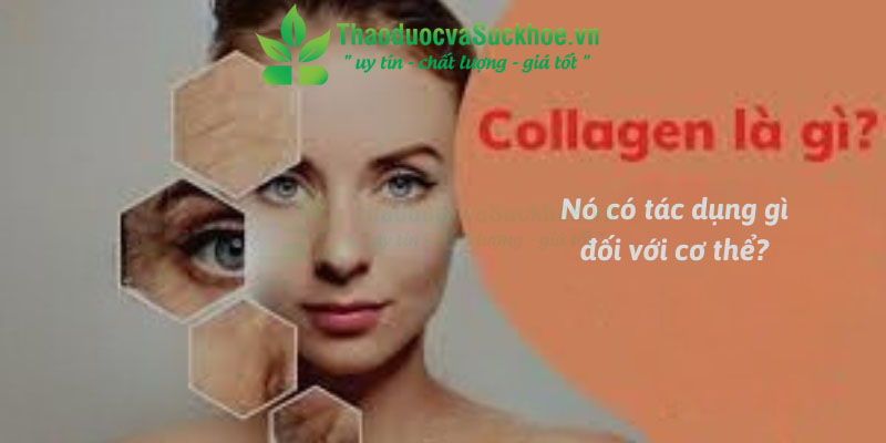 Collagen là gì và nó có tác dụng gì đối với cơ thể?